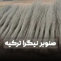 صنوبر نیگرا با ارسال سریع