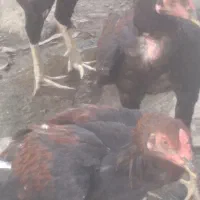 دو تا جوجه خروس اصلا وسالم وچابهاری