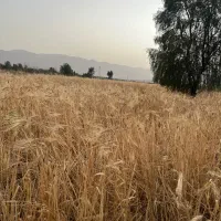 بذر تریتکاله