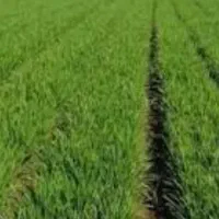 اجاره ۳ هکتار