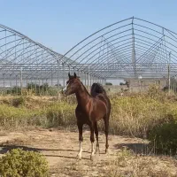 اسب و مادیون|اسب و تجهیزات اسب‌سواری|کاشان, استرک|دیوار