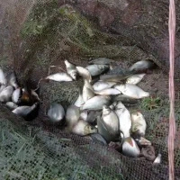 فروش ویژه بچه ماهی|ماهی|قائم‌شهر, |دیوار