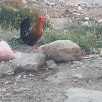 خروس ومرغ عربی اصل|حیوانات مزرعه|اهواز, گلدشت|دیوار