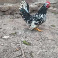 یک عدد خروس چاپنیز بفروش میرسد