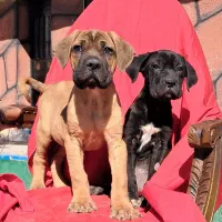 یک جفت کنکورسو نر روتوایلر( عکس توله ها میباشد)