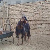 نر بز