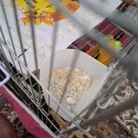 فنچ|پرنده|کرمانشاه, |دیوار