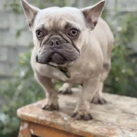 سگ فرنچ بولداگ بلو فان