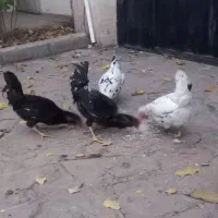 خروس گلین مرغ گلین فول کیفیت