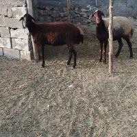 میش جوان