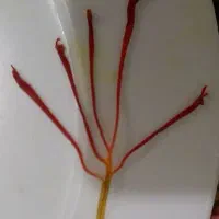 گل زعفران|گل و گیاه طبیعی|سبزوار, فیاض|دیوار