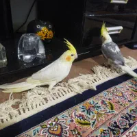 فروش عروس هلندی