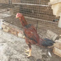 جوجه لاری اصیل نژاد افقان وترک|حیوانات مزرعه|پاکدشت, خاتون آباد|دیوار