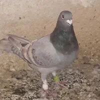 کبوتر