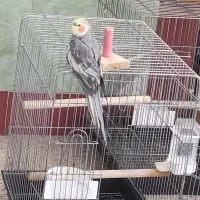 پرنده عروس هلندی