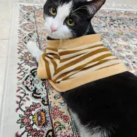 واگذاری تاکسیدو یکساله