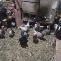 کبوتر
