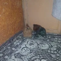 مرغ کوشین|حیوانات مزرعه|بومهن, |دیوار