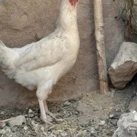 مرغ