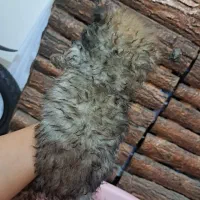 سگ توله پامر همراه باپدرمادر|سگ|مشهد, هنرستان|دیوار