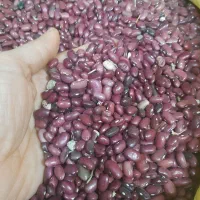 لوبیا قرمز امسالی