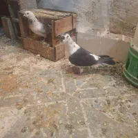 نر ماده گوره ای|پرنده|بهبهان, |دیوار