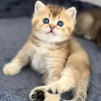 سرزمین گربه های اشرافی ( iran cats)|گربه|اهواز, زیتون کارمندی|دیوار