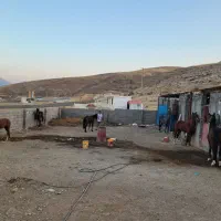 خرید و فروش اسب‌ باری