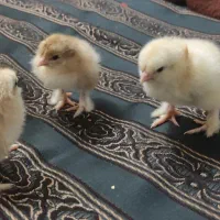 جوجه برهما|حیوانات مزرعه|خمینی‌شهر, |دیوار