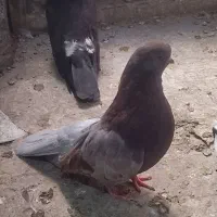 نوک ریز|پرنده|اردبیل, |دیوار