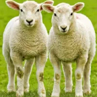 گوسفند نر زنده پرندفاز ۶