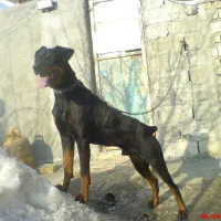 سگ روتوایلر نر