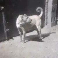 سگ  سراب