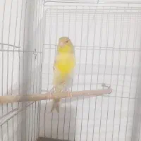 قناری ماده|پرنده|پاکدشت, پاکدشت (مامازند)|دیوار