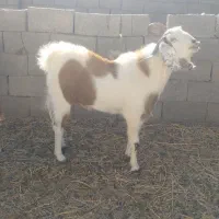 چبش بزغاله