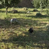 تعدادی نیمچه های برهما و فریح