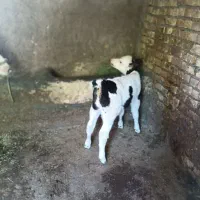 گاو گوساله