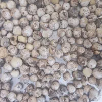 موسیر کوهی
