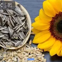 تخمه آفتاب گردانs400