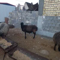 گوسفند|حیوانات مزرعه|جهرم, |دیوار