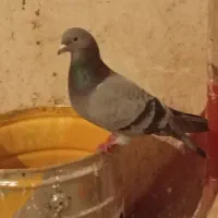 کبوتر پرشی|پرنده|قوچان, |دیوار