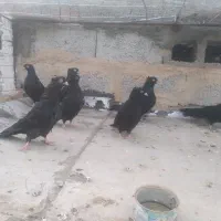 زاغی آبادانی نوک کوچیک