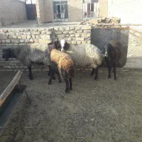 میش