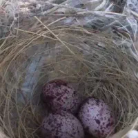 جوجه قناری