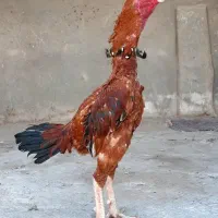 خروس لاری نوک طوطیی