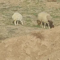 میش سنجابی با بره هترو