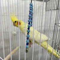 عروس هلندی|پرنده|سلطانیه, |دیوار