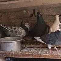 کبوتر زاق و تهرانی|پرنده|اسلام آباد, |دیوار