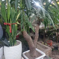 گلخانه ترنج. خیابان آزادکان(کوچه حمام شیک)|گل و گیاه طبیعی|شاهرود, |دیوار