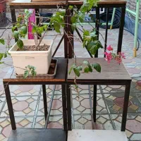 طبقه میوه فروشی